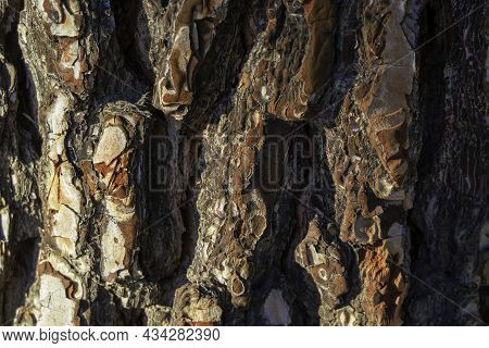 Pine (pinus Pinea) Bark Texture With Light And Shaded Zones. Close Up
