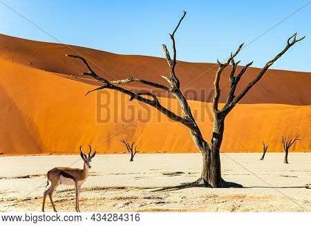 The springbok antelope grazes  in the valley of Sossusflei. The Namib Naukluft Park. Namibia. Africa. Huge scenic red and orange sand dunes. 