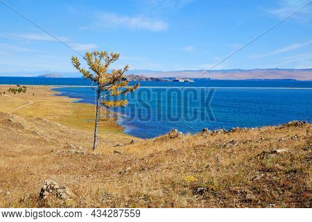 Autumn Landscape. Yellow Larch On The Shore Of Lake Baikal. Small Sea, Kurma.