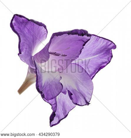 single violet gladiolus flower isolated on white background