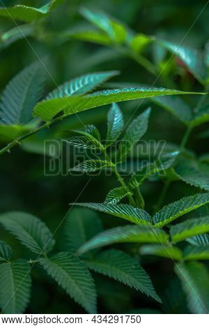 Tibetan Strawberry-raspberry, Berry. Roseleaf  Rubus Rosifolius. Close Up On Background Of Leaves