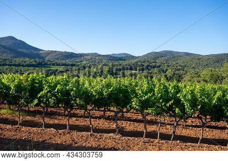 Wine Making In  Department Var In  Provence-alpes-cote D'azur Region Of Southeastern France, Vineyar