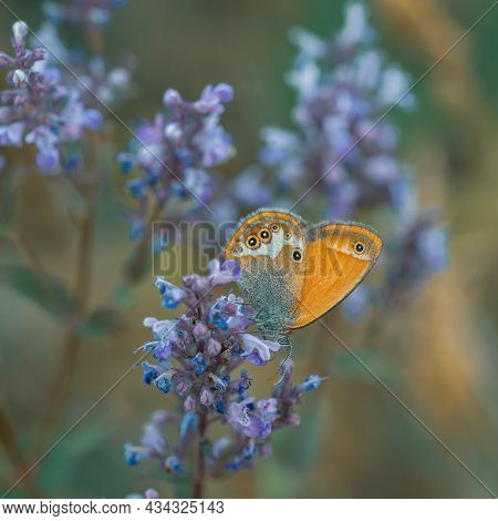 Sennitsy Latin Coenonympha - Genus Of Butterflies In The Family Satyrinae. . Painting On Top Of Yell