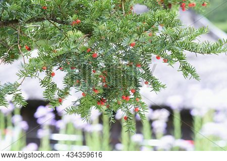Japanese Yew Berries. Taxaceae Evergreen Conifer. The Berries Are Used For Raw Food And Fruit Wine, 