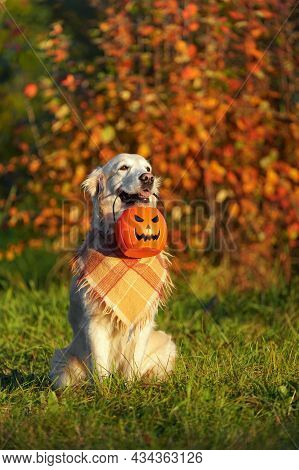 Adorable Golden Retriever With Checkered Bandana Sits In Park On Autumn Bush With Red Leaves Backgro