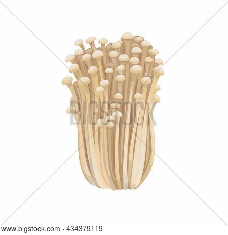 Raw Isolated Enoki Mushrooms, Gold Needle Enokitaki Mushroom Bunch On White Background. Vector Exoti