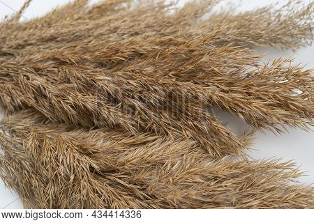 Brown Bundles Of Reed Close Up. Reeds Foliage Branches Bouquet On White Background. Flat Lay, Top Vi