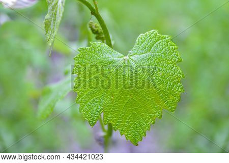Green Grape Leaf In The Garden - Image