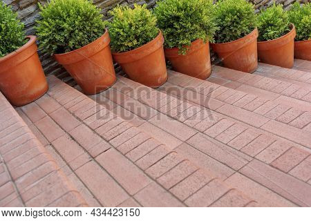 Lots Of Red Pots With Spherical Trimmed Decorative Buxus Close Up On The Street