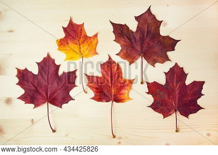 Multocolored Maple Leaves On Wooden Background. Autumn Leaf.