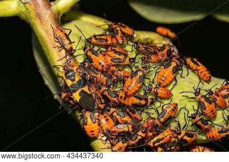 Large Milkweed Bugs Foraging On A Milkweed Seed Pod
