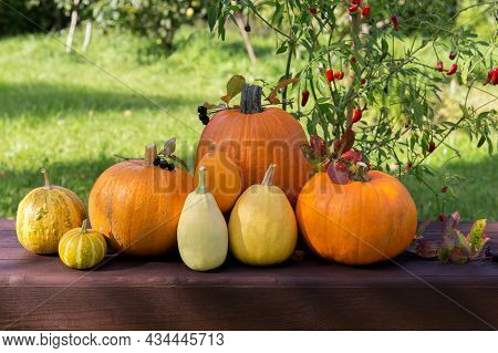 Ripe Orange Pumpkins, Autumnal Cozy Still Life. Thanksgiving Day, Mabon, Halloween Holiday Concept.