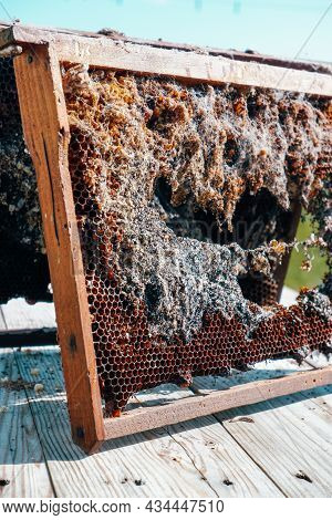 Wax Moth. Beekeeping Pests. A Bee Frame Damaged By A Wax Moth. Insect Pests.