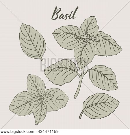 Basil Plant Hand-drawn Illustration Herbs Drawing Vector