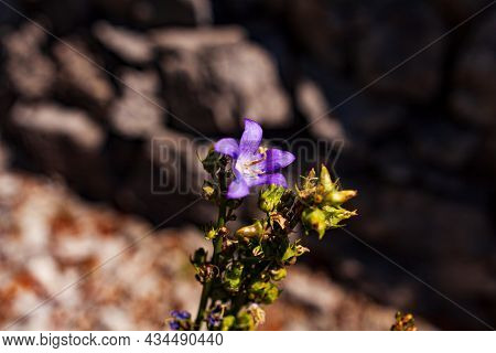 Close Up Of The Chimney Bellflower.  The Latin Name Is Campanula Pyramidalis