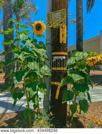 Tall Golden Orange Sunflowers Blooming On A Sidewalk In California, Clustered Around A Weathered Ele