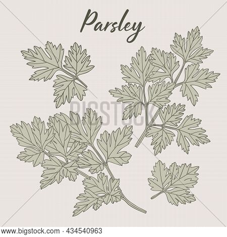 Parsley Branches And Leaves Hand-drawn Vector Illustration Herbs Drawing