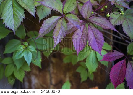 Parthenocissus Quinquefolia, Known As Virginia Creeper, Victoria Creeper, Five-leaved Ivy. Green And