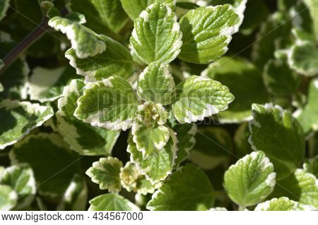 Swedish Ivy Marginatus Leaves - Latin Name - Plectranthus Forsteri Marginatus