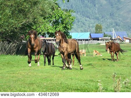 Pets Are Walking Through The Pasture On A Sunny Day. Altai, Siberia, Russia