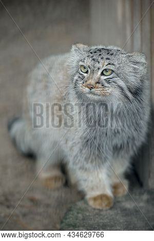 Pallas's Cat (otocolobus Manul). Manul Is Living In The Grasslands And Montane Steppes Of Central As