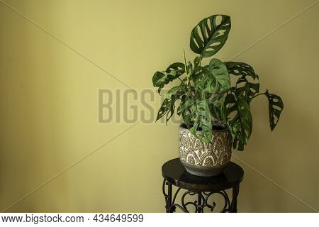 Monstera Swiss Cheese Plant Or Monstera Monkey Mask In Flower Pot. Nice Tropical Monstera Swiss Chee