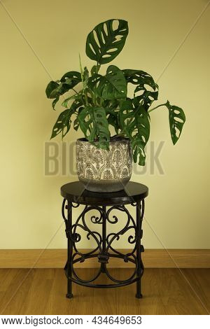 Monstera Swiss Cheese Plant Or Monstera Monkey Mask Isolated On A White Background. Nice Tropical Mo