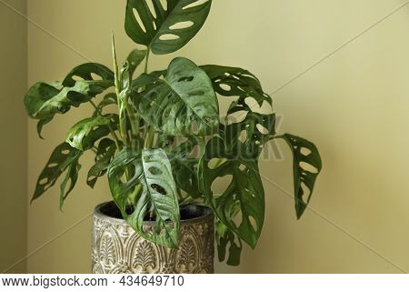 Monstera Swiss Cheese Plant Or Monstera Monkey Mask In Flower Pot. Nice Tropical Monstera Swiss Chee