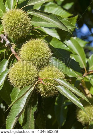 Sweet Chestnut Unripe Fruits. Castanea Sativa Or Spanish Chestnut Tree At The End Of The Summer