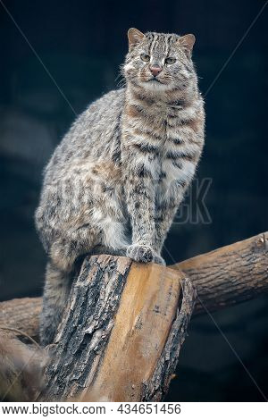 Portrait Of Adult Amur Forest Cat (prionailurus Felis Bengalensis Euptilura). Far Eastern Cat Is A N
