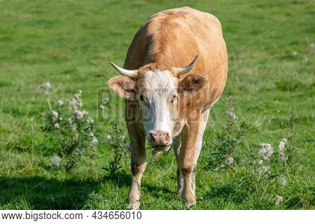 Close Up Of A Brown Cow Chewing The Cud. Green Grass And  In The Background.