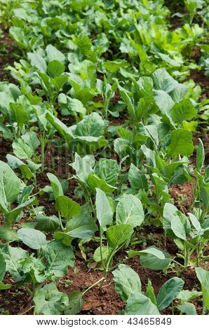 Bio-Gemüse wächst in diesem Permakultur-Garten