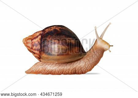 Big Giant African Snail Isolated On White Background With Clipping Path. Achatina Immaculata Helix. 