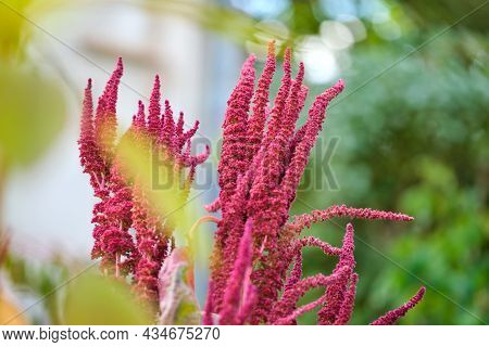 Indian Red Amaranth Plant Growing In Summer Garden. Leaf Vegetable, Cereal And Ornamental Plant, Sou
