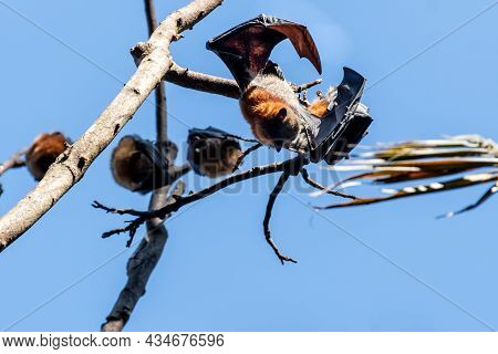 Grey-headed Flying Foxes Hanging In A Tree. Australian Native Animal Mega Bat