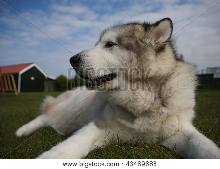 Alaskan malamute