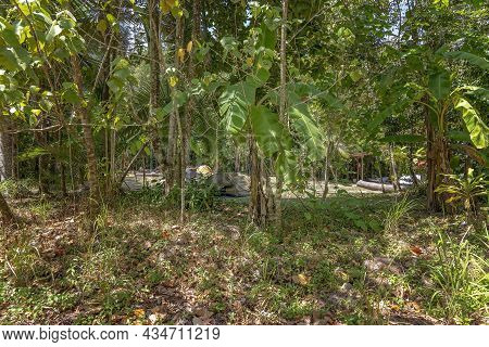 Tourist Camping On A Budget In Small Tents In Bushland Camp In Tropical Forest At Finch Hatton Gorge