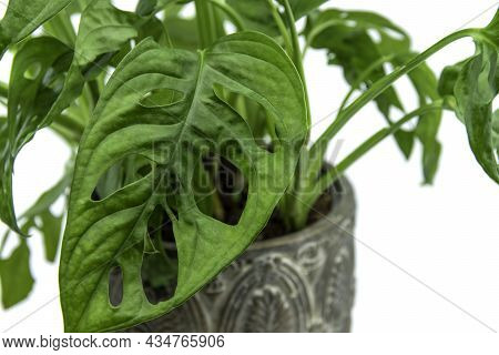 Monstera Swiss Cheese Plant Or Monstera Monkey Mask Isolated On A White Background. Nice Tropical Mo