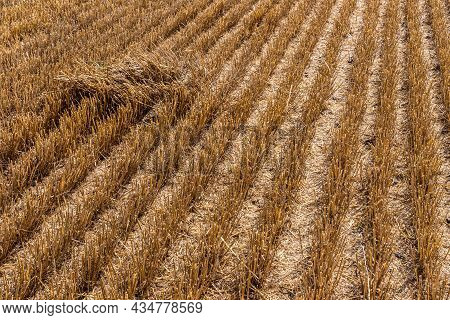 Stubble In The Field After Harvest. Cut Stalks Of Cereals In The Field In Summer. Slender Rows Of Gr