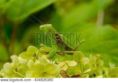 Macrophotograph Of A Large Green Mantis Sitting On A Flower Leaf. Front View. Blurred Background. Th