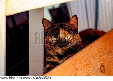 The Cat Is Masquerading As Autumn And Hide