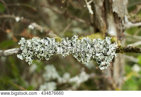 Foliose Lichen On Fir Branch Fg Xfdg