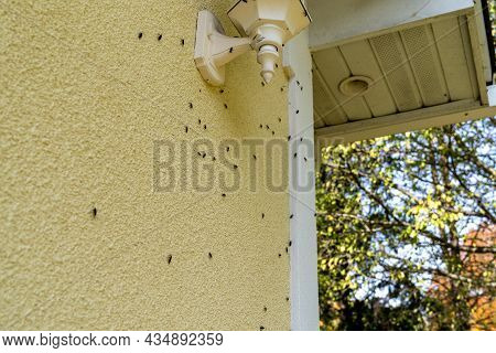 Box Elder Bugs Swarm And Infest The Siding Of A House In The Fall - Selective Focus