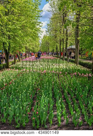 Tulip Alley In The Kropyvnytskyi Arboretum, Ukraine