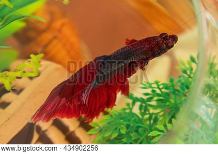 Close-up Of The Red Aquarium Fish Cockerel. Top View. The Concept Of Pets