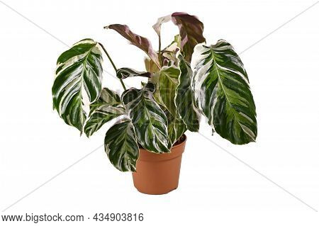 Tropical Houseplant With Botanic Name 'calathea White Fusion' In Flower Pot Isolated On White Backgr