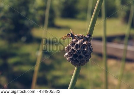 Wasp Building A Nest Close Up Stock Photography. Vespula Insect Sitting On The Vespiary Hive And Wav