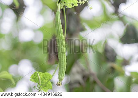 Close-up Of Organic Healthy Hybrid Thai Variety Luffy Fresh Green Fruit Hanging From Luffa Vine In L