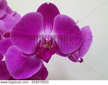 Orchids Flowers Purple Background Lilac Orchid Home