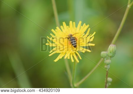 Bee On Perennial Sowthistle In Bloom Close-up View With Green Blurry Background